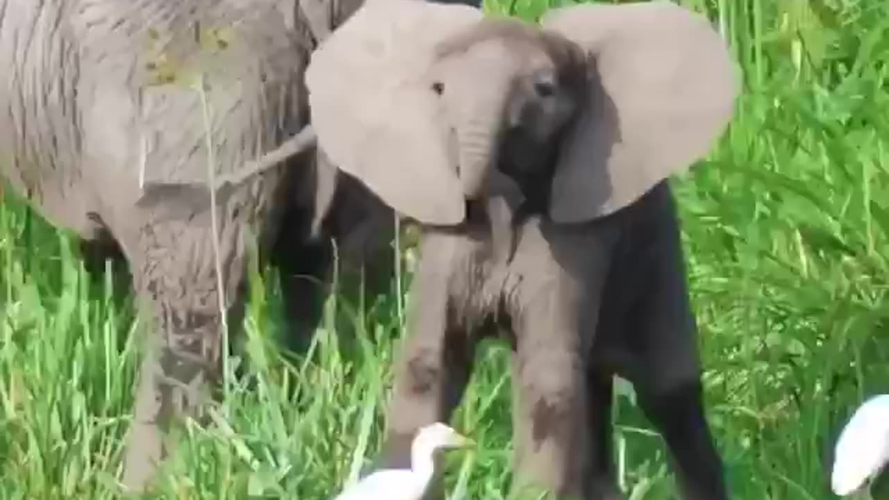 He’ll learn soon enough just how nimble he truly is