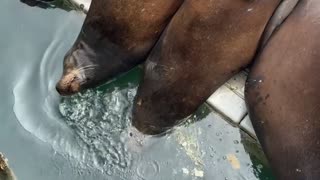 🤣🌊 You Won't Believe How Sea Lions Fight Sleep Apnea! | FunFM