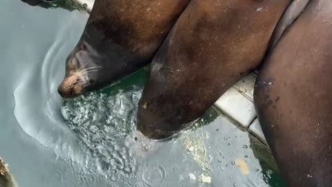 🤣🌊 You Won't Believe How Sea Lions Fight Sleep Apnea! | FunFM