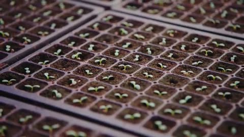 Discover the 8th Wonder of the World: Eden Green!