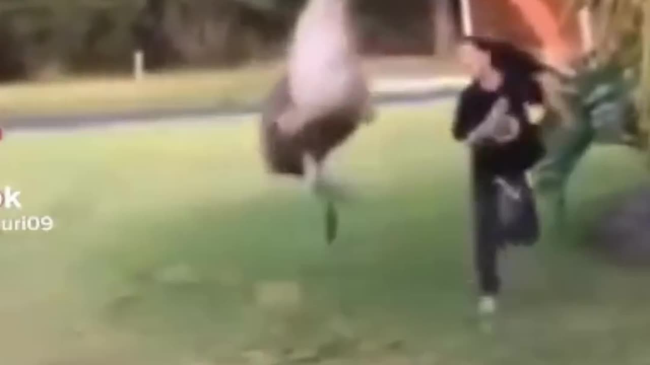 funny cat vids