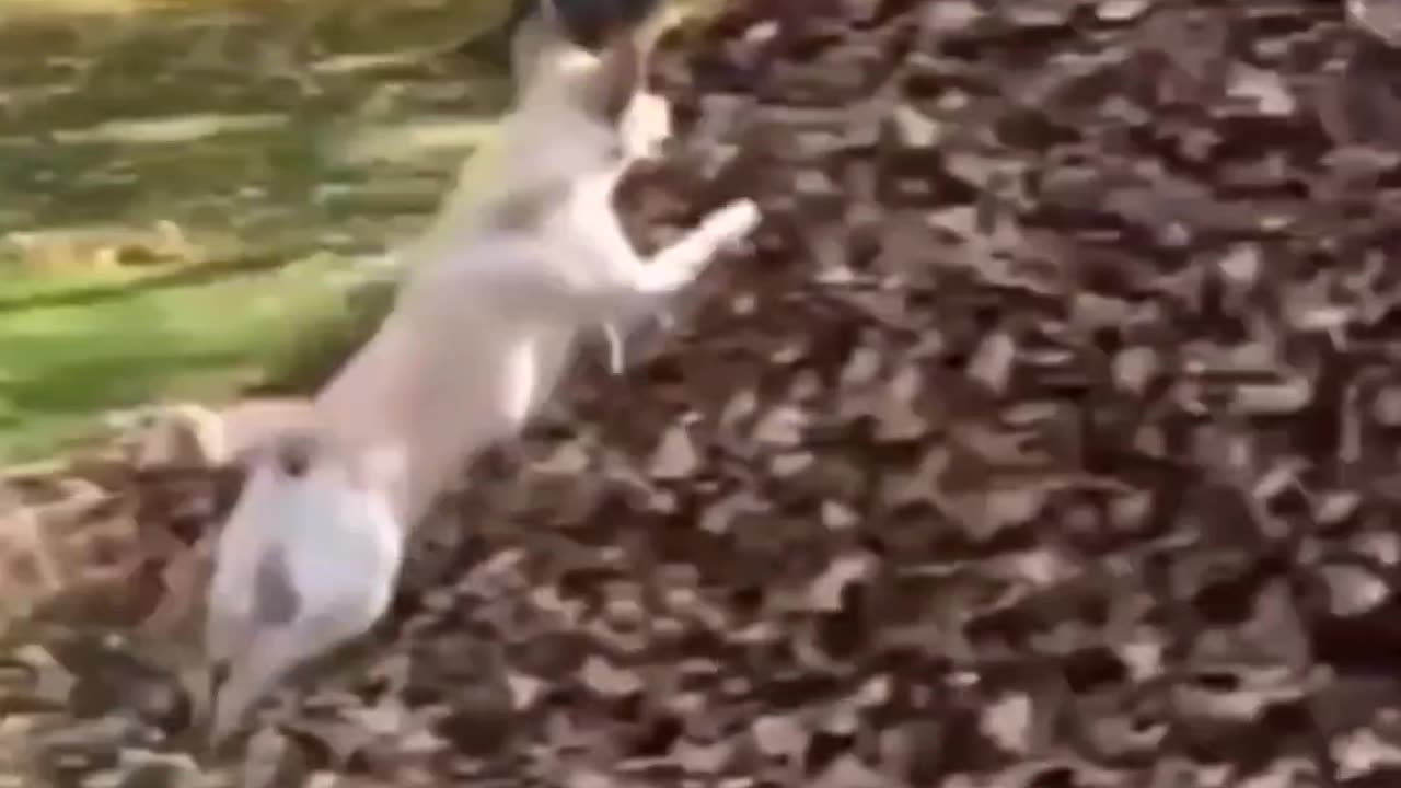 Pets Being Hilarious | Non-Stop Laughs Guaranteed ππΎ