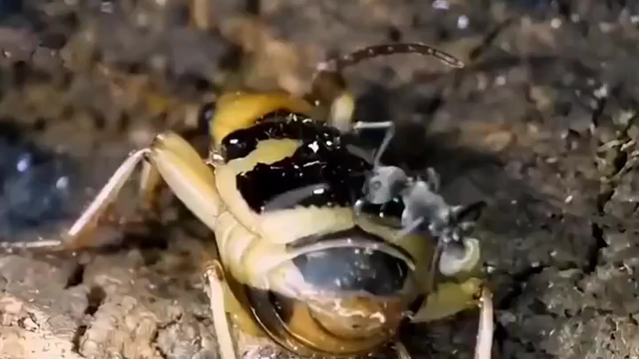 Killer beetle