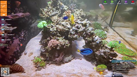 24/7 Real Live Reef Stream