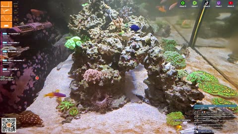 24/7 Real Live Reef Stream