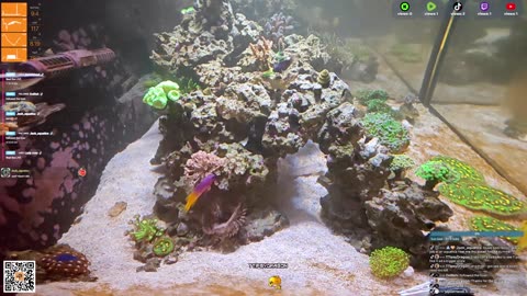 24/7 Real Live Reef Stream