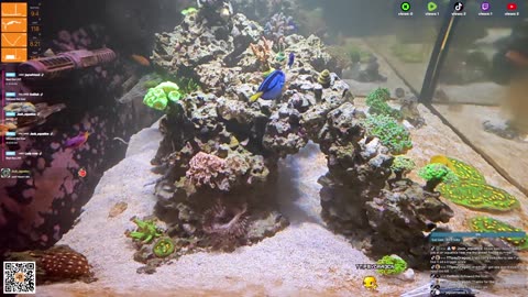 24/7 Real Live Reef Stream