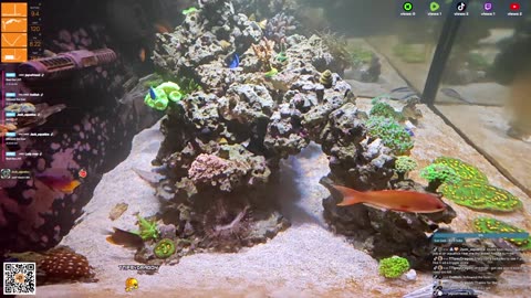 24/7 Real Live Reef Stream