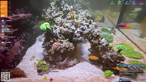 24/7 Real Live Reef Stream