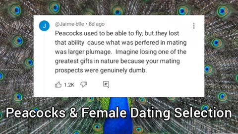 Peacocks & Female Mating Selection