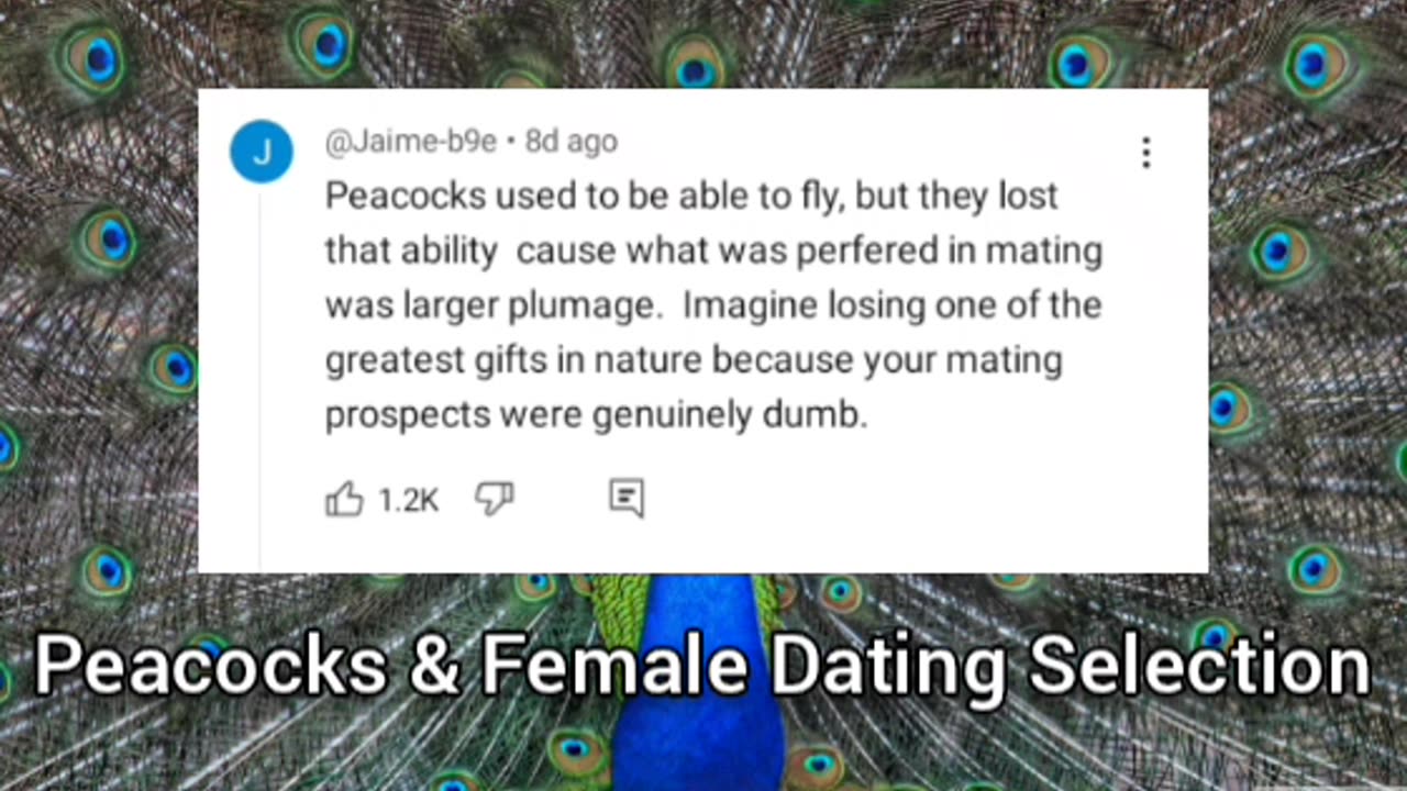 Peacocks & Female Mating Selection