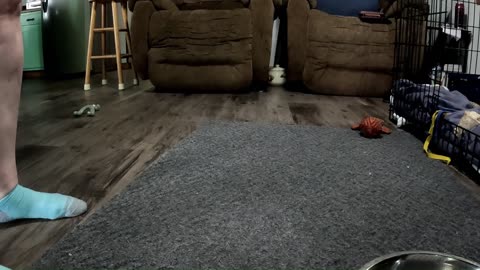 Stevie Eats!