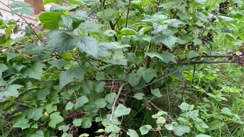 Berries - old and new
