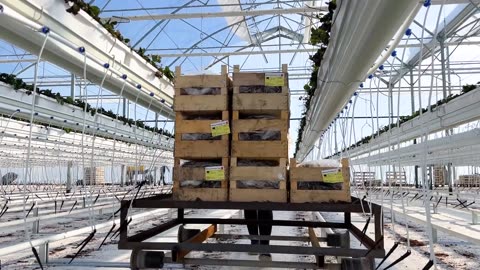 They Are Building A Greenhouse On An Empty Field For Growing Delicious Strawberries! - 1080