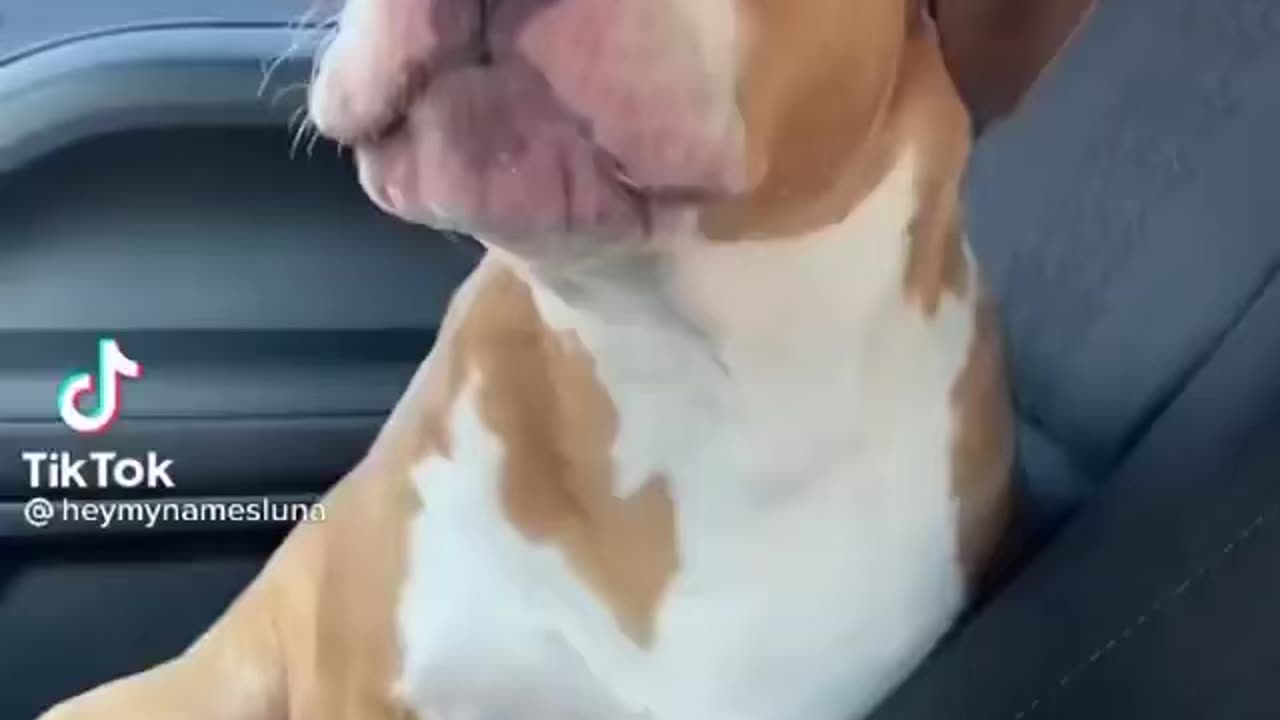 Talking dog😊