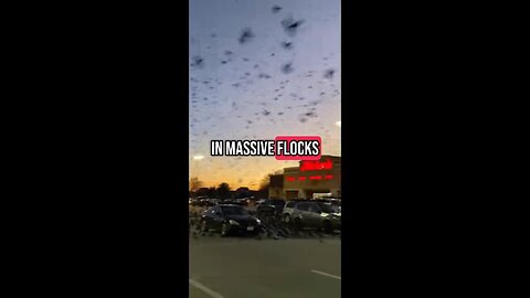 The Grackle Bird Swarm!