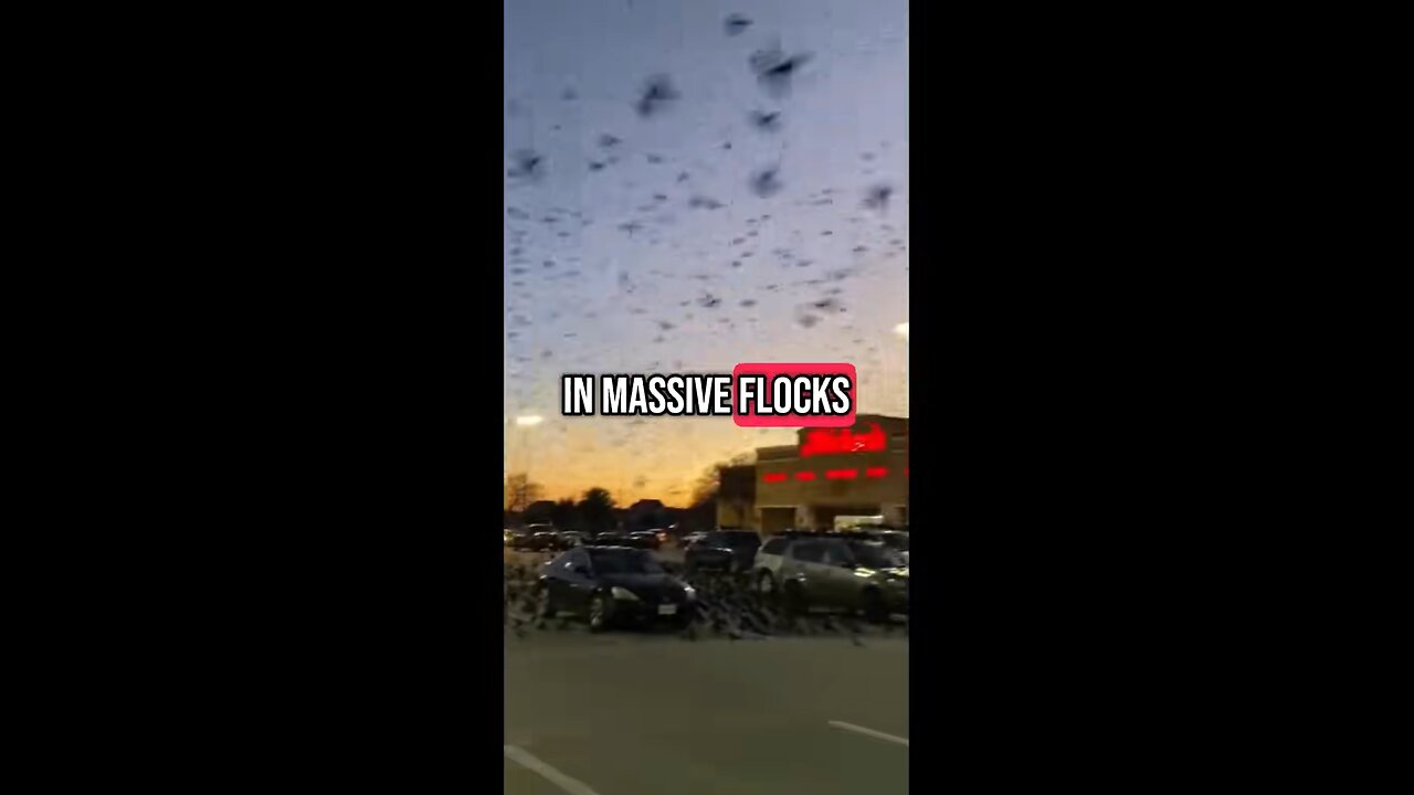 The Grackle Bird Swarm!