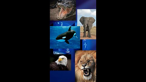 Top 5 Animal Kingdoms