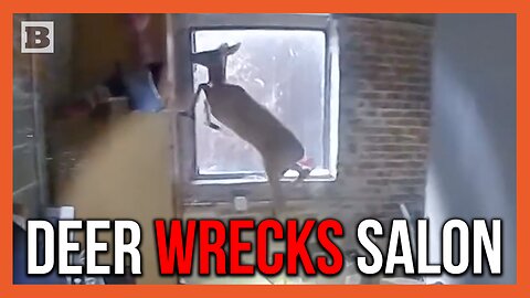 Deer Absolutely Wrecks Salon, Smashes Windows in Desperate Attempt to Escape