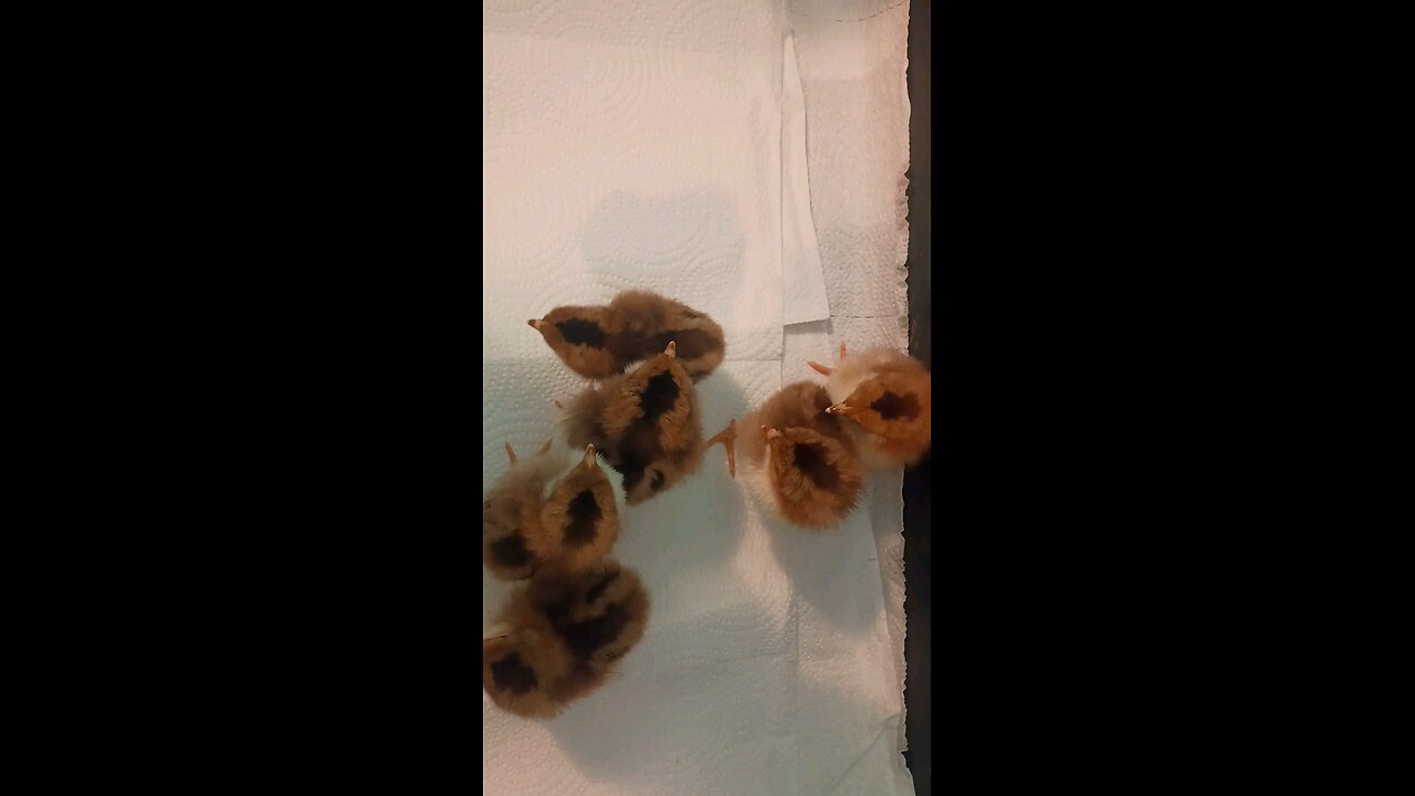 ASMR new chicks