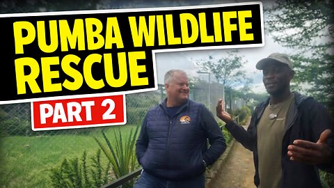 PART 2 PUMBA WILD LIFE RESCUE 🦁 🐅 🦁SOUTH AFRICA WITH DR.DARRELL WOLFE LIVE & WILD 💪🏿♥️💪🏿