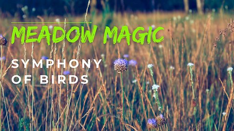 2 minutes of tranquility: A Symphony of Birds on a Serene Meadow