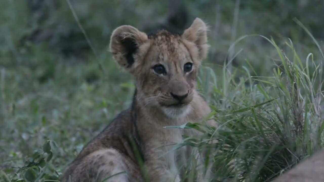 Lion cubs playing around.