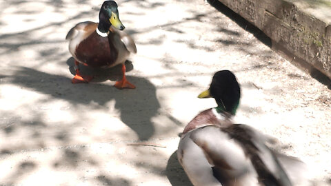 Ducks Fight And Argue