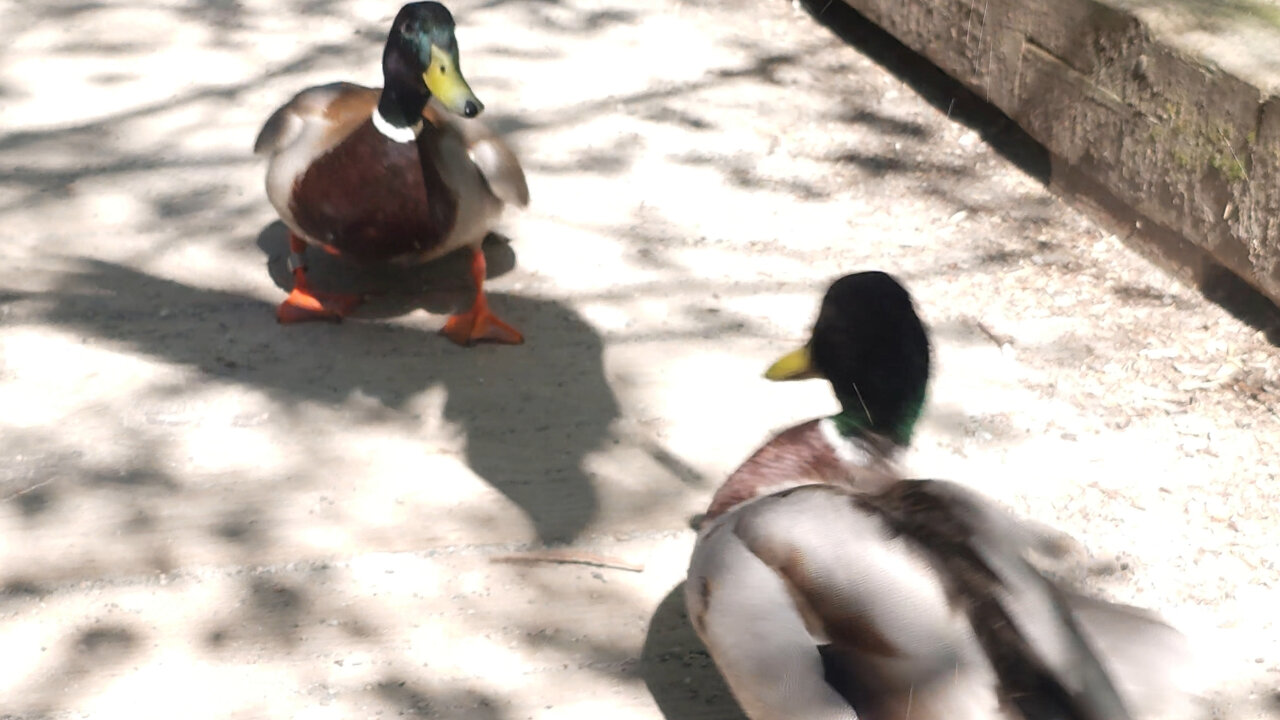 Ducks Fight And Argue