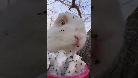 Whose rabbit eats with a face full of cute pets? Debut plan: Rabbit, a cute little pastoral pet