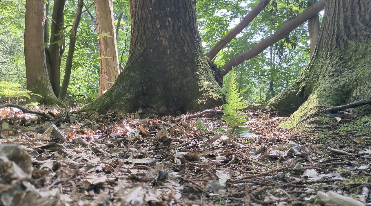 Monodruid (Live) Horsham — St. Leonard's Forest — Session 2 (12th August, 2025)