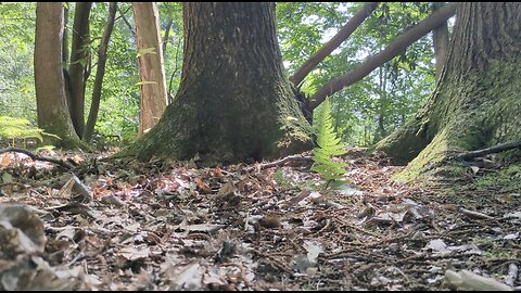 Monodruid (Live) Horsham — St. Leonard's Forest — Session 2 (12th August, 2025)