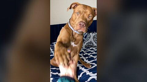 😂😂😂 Dog’s Reaction In The Face Of The Middle Finger 😂 So Funny