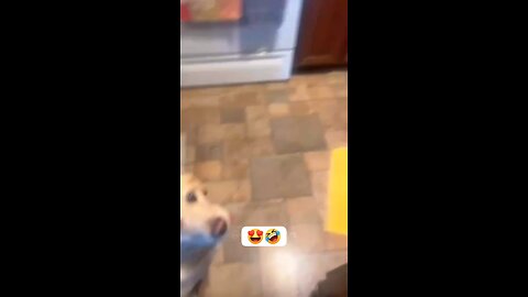 foodie dogs