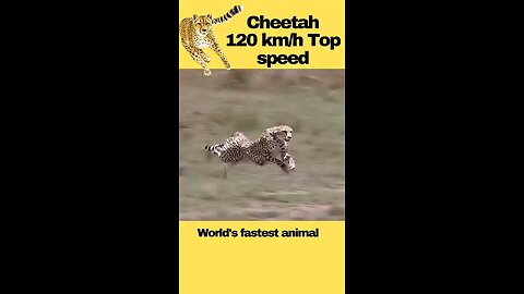 Cheetah Hunting at Full Speed | Safari Wild View #shorts #animals