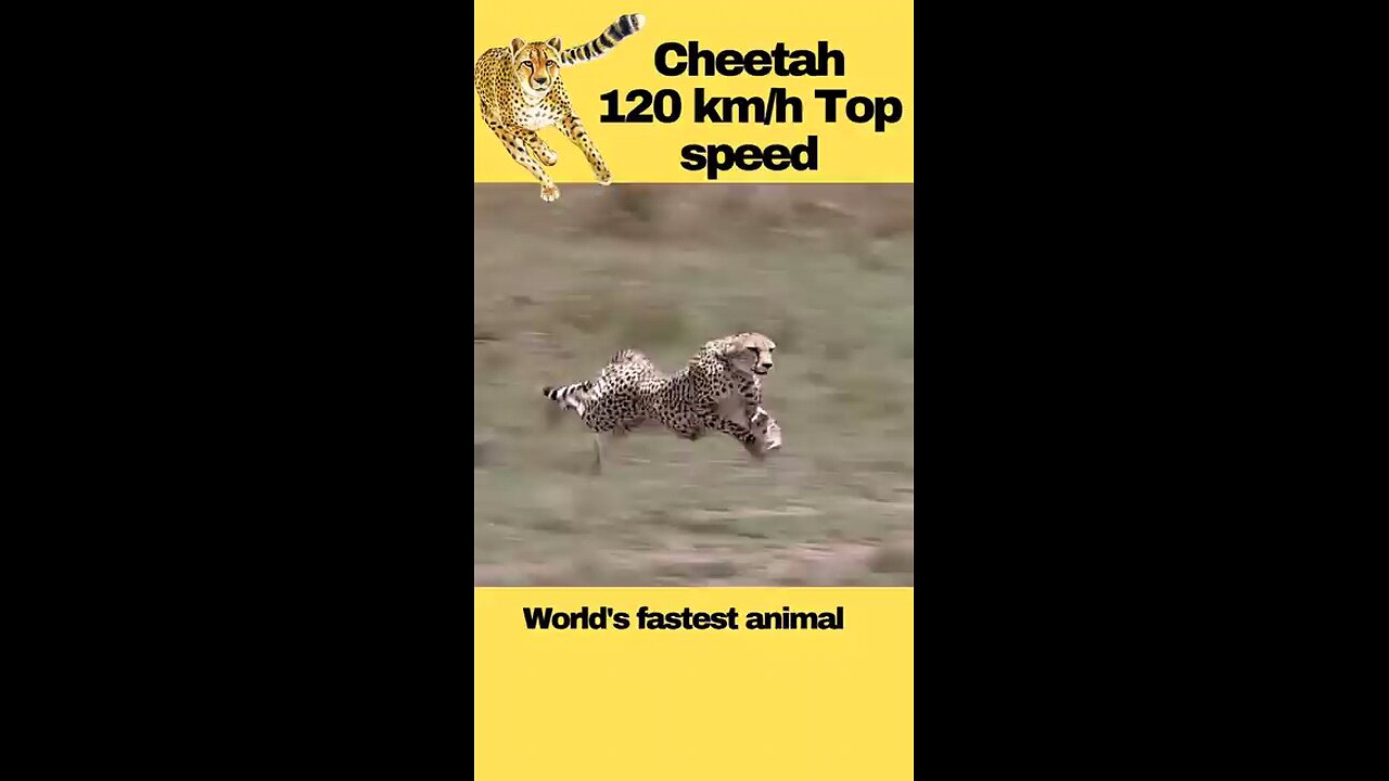 Cheetah Hunting at Full Speed | Safari Wild View #shorts #animals