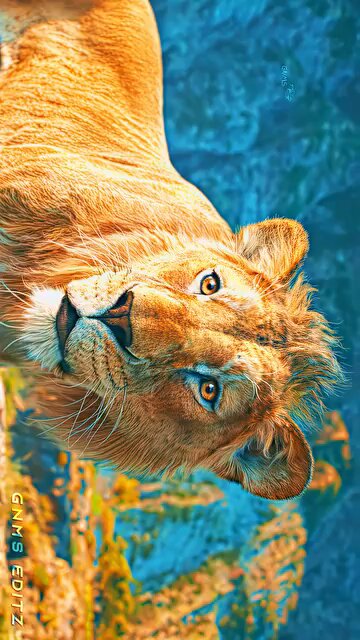 video? Quality | Lion King Reels | Viral | Editing | Peaceful | Nature ] #thelionking #lionking