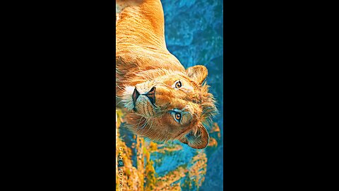 video? Quality | Lion King Reels | Viral | Editing | Peaceful | Nature ] #thelionking #lionking