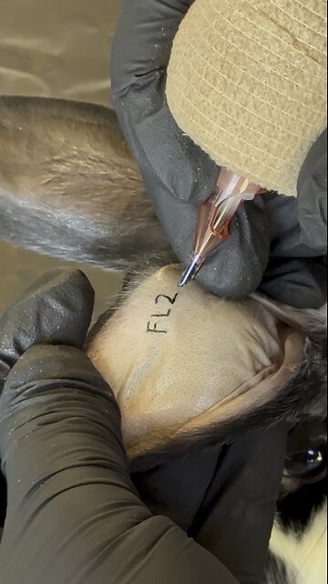 Bunny tattoo parlor - so cute!