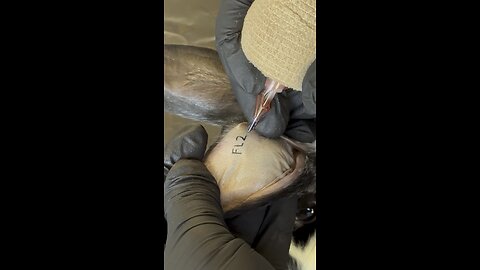 Bunny tattoo parlor - so cute!