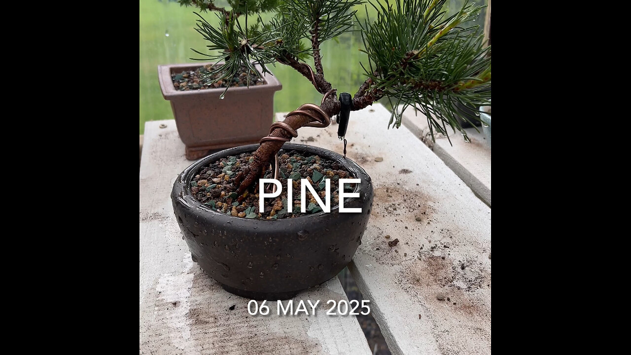 Pine Bonsai