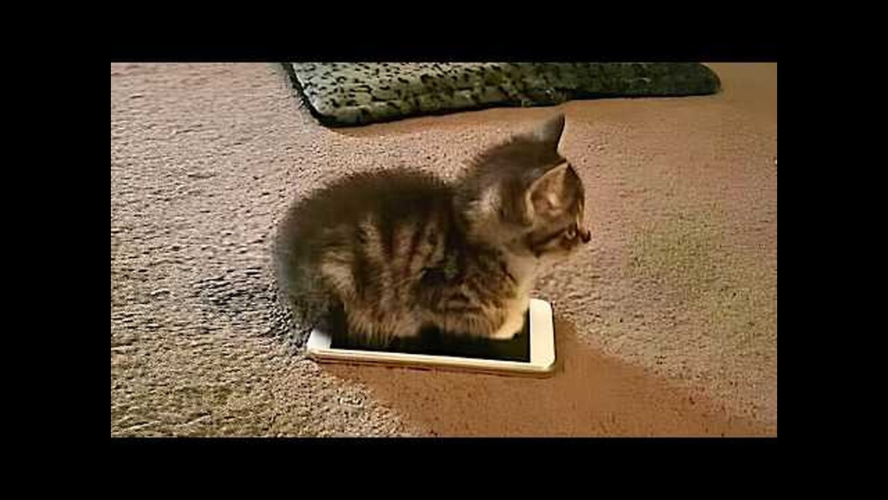 Cats makes the rules