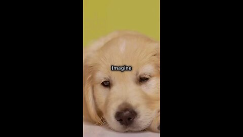 me turning into a puppy #puppy #puppylife #puppylove #dog #dogshorts #dogshorts #dogvideos #dogs