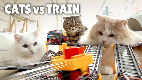 Cats 🆚 The Machines
