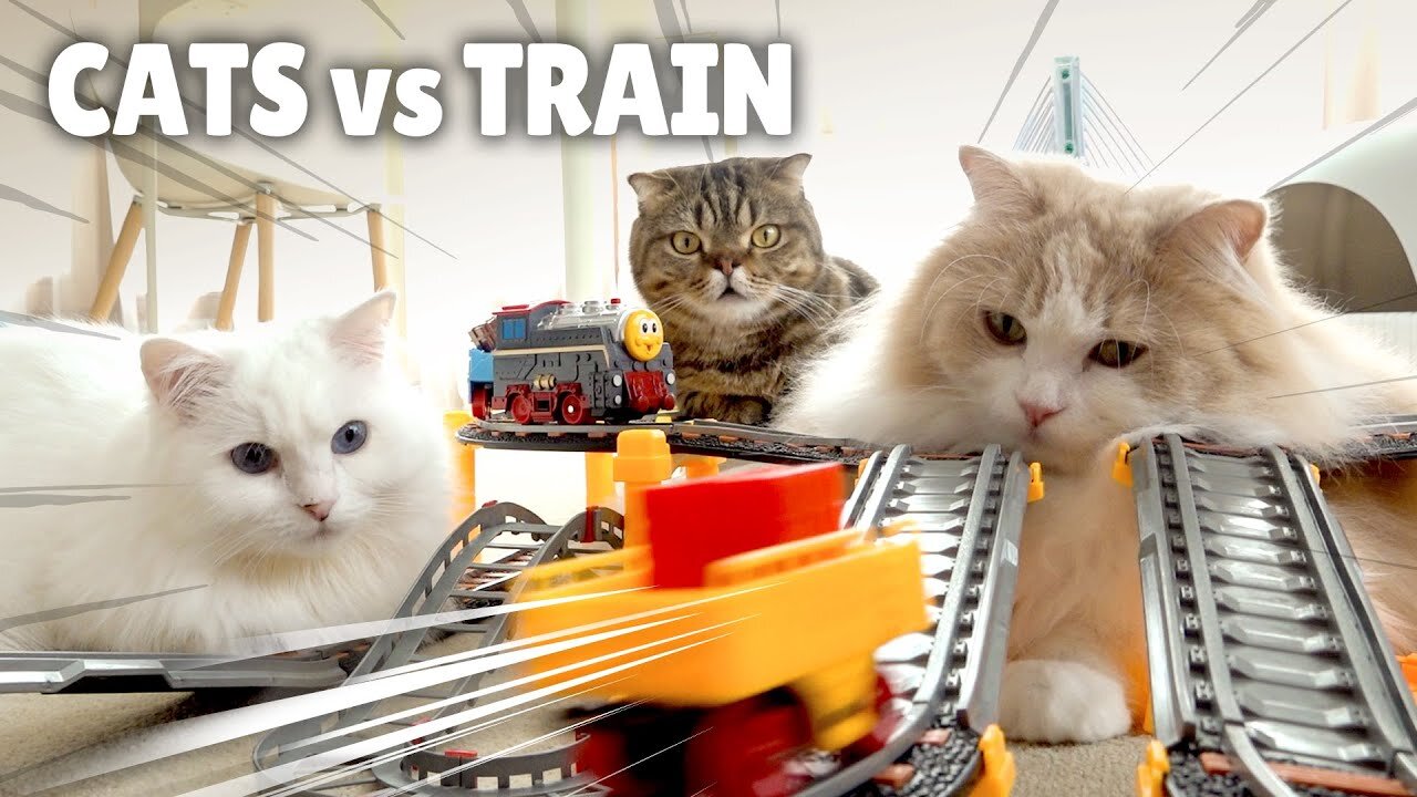 Cats 🆚 The Machines