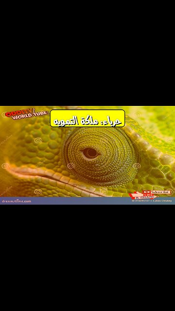 Chameleon Secrets: Nature's Camouflage Queen #chameleon #animalfacts #wildlife