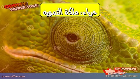 Chameleon Secrets: Nature's Camouflage Queen #chameleon #animalfacts #wildlife