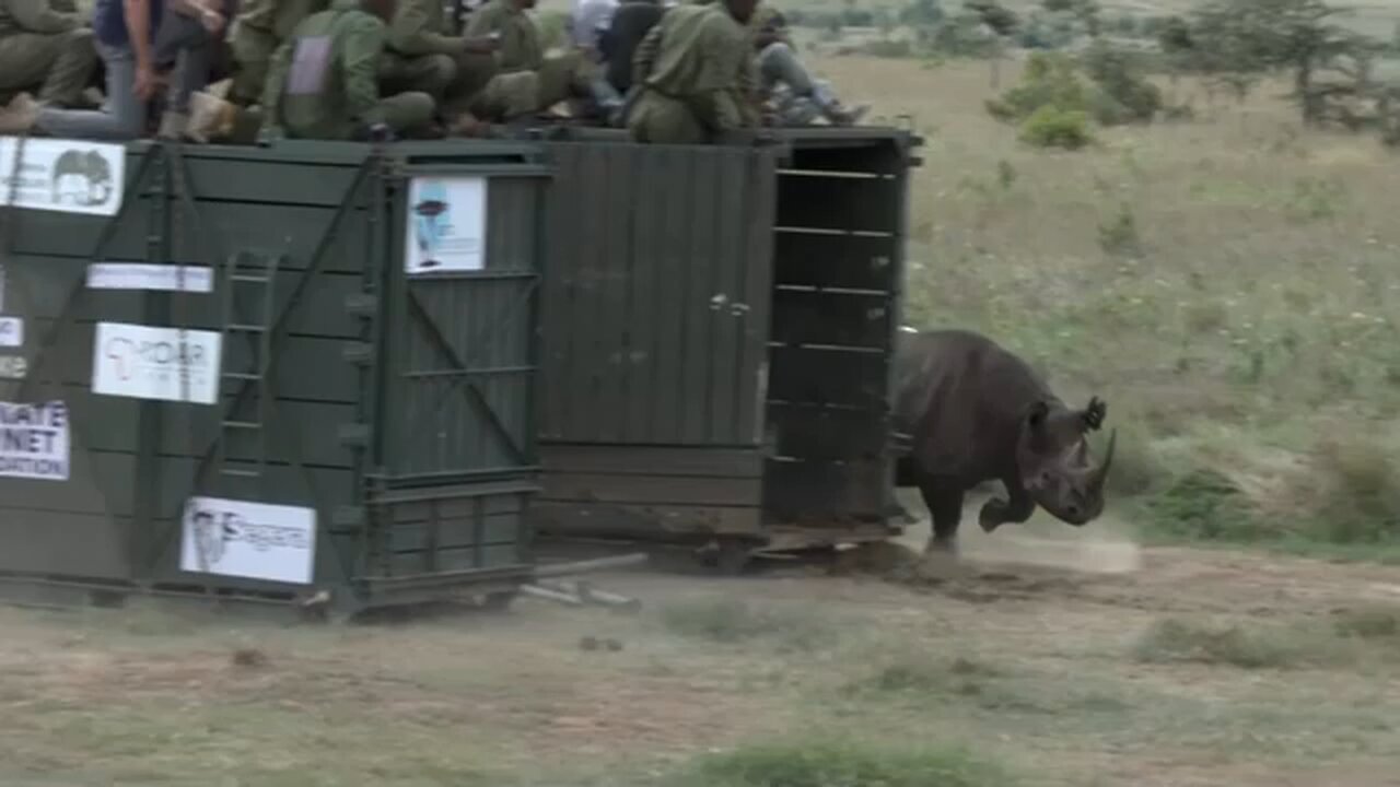 Kenya relocates endangered black rhinos in conservation bid