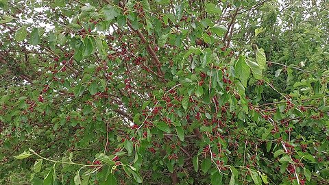 Mulberry tree