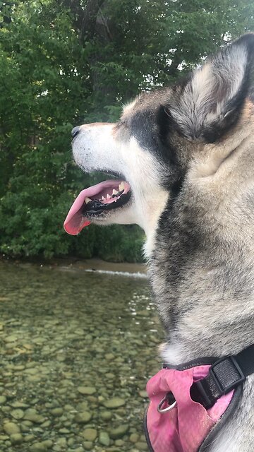 Monday August 4, YouTube channel Ida Harring Good Morning Show